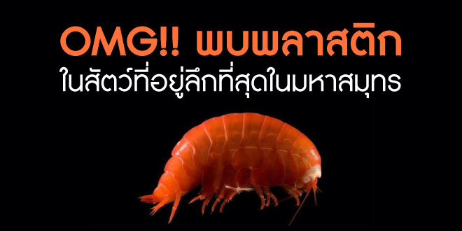 OMG!! พบพลาสติกในสัตว์ที่อยู่ลึกที่สุดในมหาสมุทร